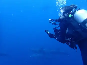 Diver and Bottlenose Dolphins