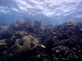 Dive Site