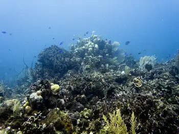 Dive Site