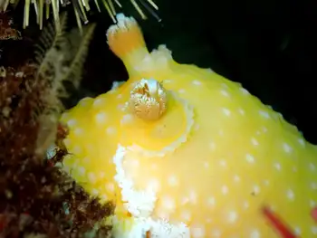 orange peel nudibranch