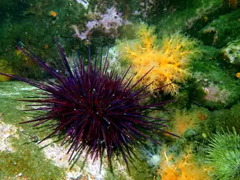 Purple Sea Urchin