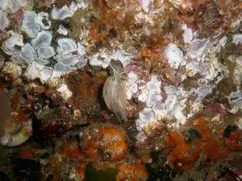 Opalescent Nudibranch and Bryozoans