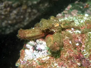 sharp nosed crab