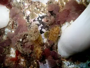 Compound Tunicates