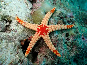 noduled sea star