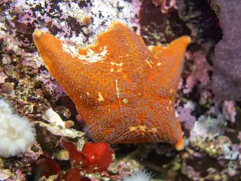 Bat Star