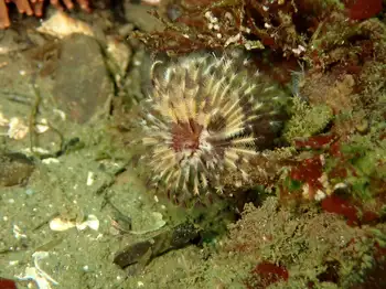 yolk bearer calcareous tube worm