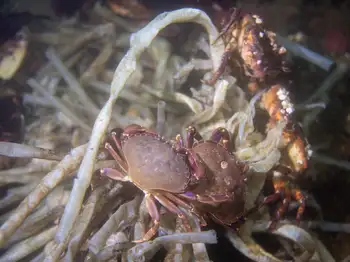 Graceful Crabs and Red Rock Crabs