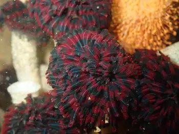 Vancouver Feather Duster Worms