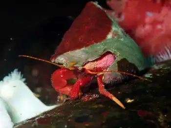 Maroon Hermit Crab