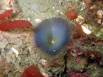 Slime Tube Feather Duster Worm