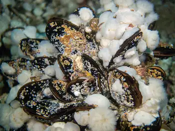 California Mussel