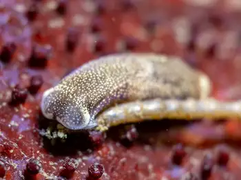 Japanese Aglaja Sea Slug