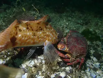 Female Kelp Greenling and Red Rock Crab