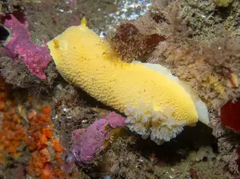 noble sea lemon