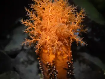 red sea cucumber