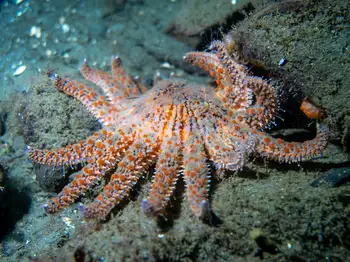 Sunflower Star