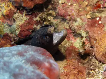 moray eel