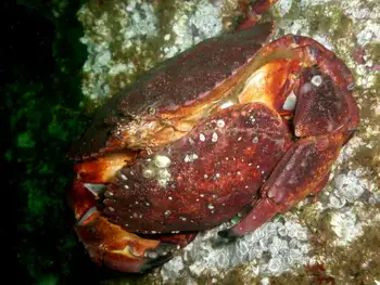 Red Rock Crabs