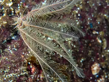 Northwest Feather Star