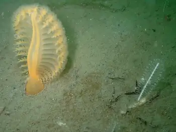 Ptilosarcus gurneyi Sea Pen