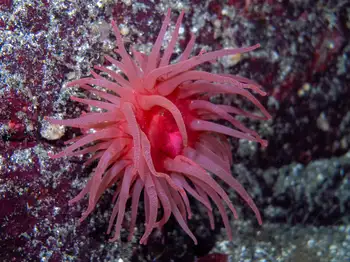 Crimson Anemone