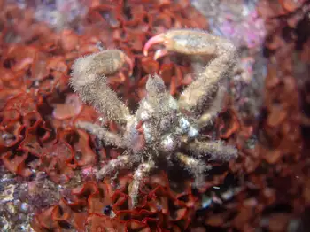Graceful Decorator Crab
