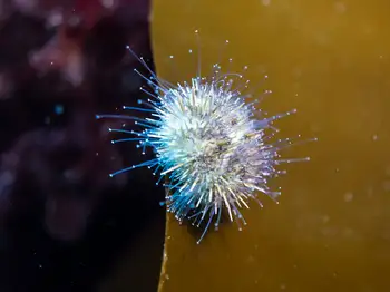 Green Sea Urchin