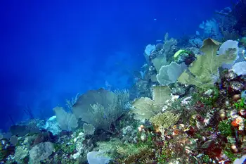 Dive Site