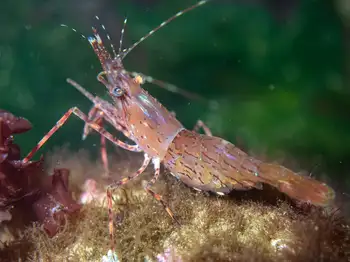 Coonstripe Shrimp