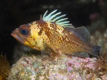 Quillback Rockfish