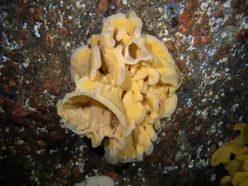 Cloud Sponge