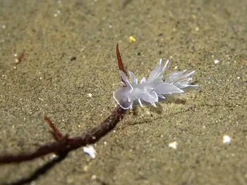 alabaster nudibranch