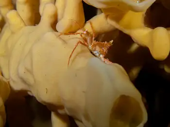 Longhorn Decorator Crab