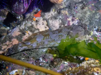 Sculpin