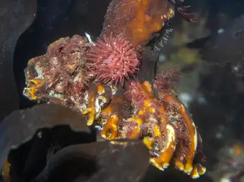 Proliferating Anemone