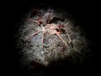 longhorn decorator crab