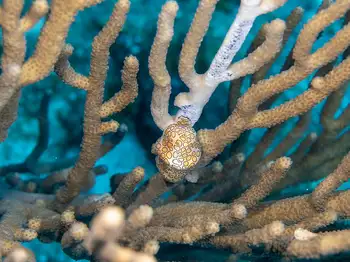 flamingo tongue snail