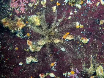 Northwest Feather Star
