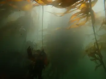 Bull Kelp