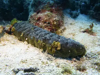 Sea Cucumber