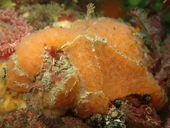 Orange Cratered Encrusting Sponge