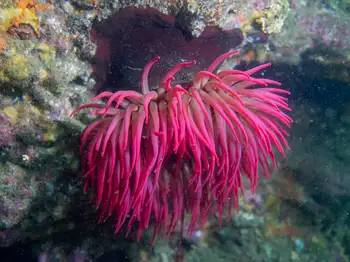 Anemone