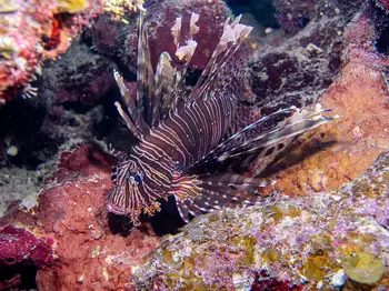 Lionfish