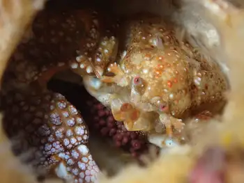 Gravid Granular Claw Crab