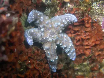 Mottled Star