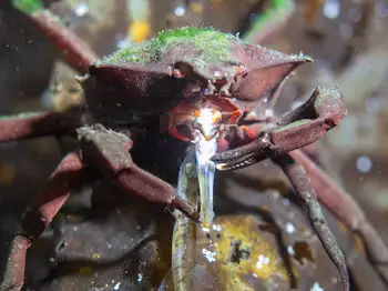 Northern Kelp Crab and Tubesnout Fish