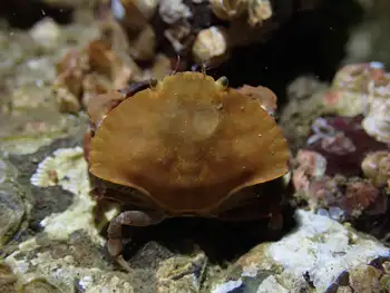 Juvenile Red Rock Crab