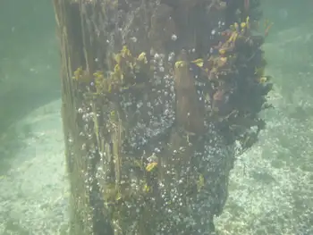 Submerged Log