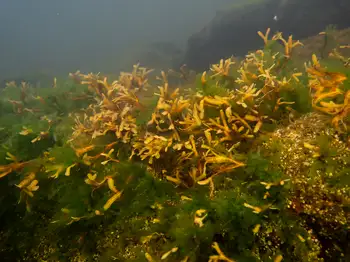 Kelp